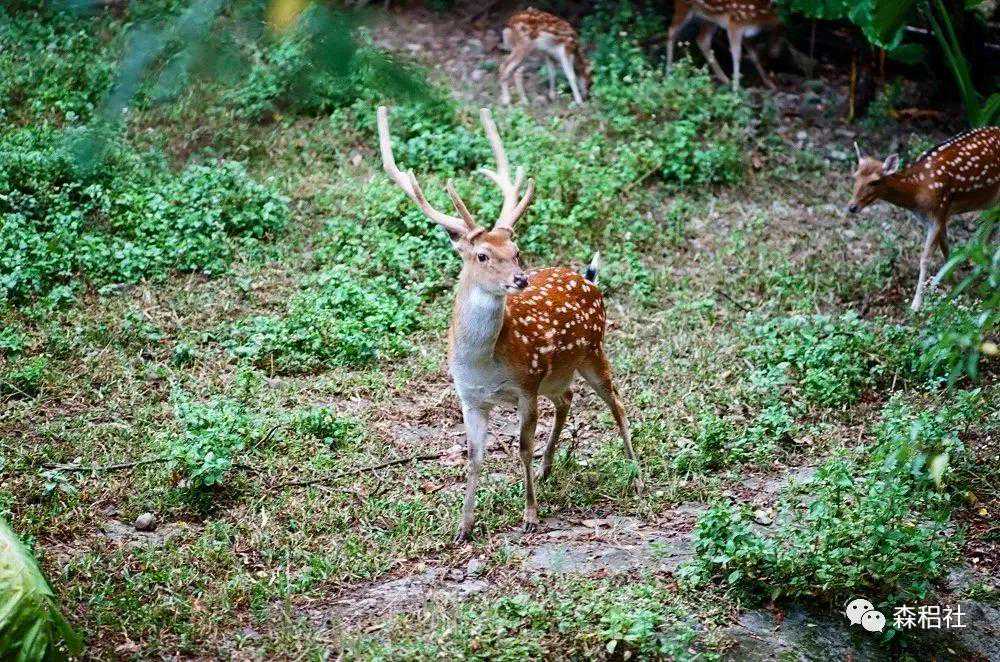 传说中的林间精灵 最濒危的物种之一