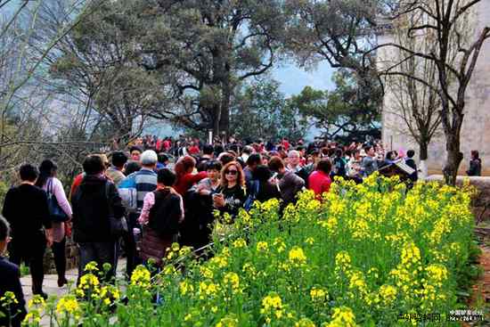 人在花海花连天 8264皖南、婺源万人赏花大会进行中