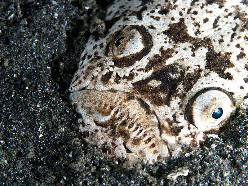 如何随时充电？把自己变成电池