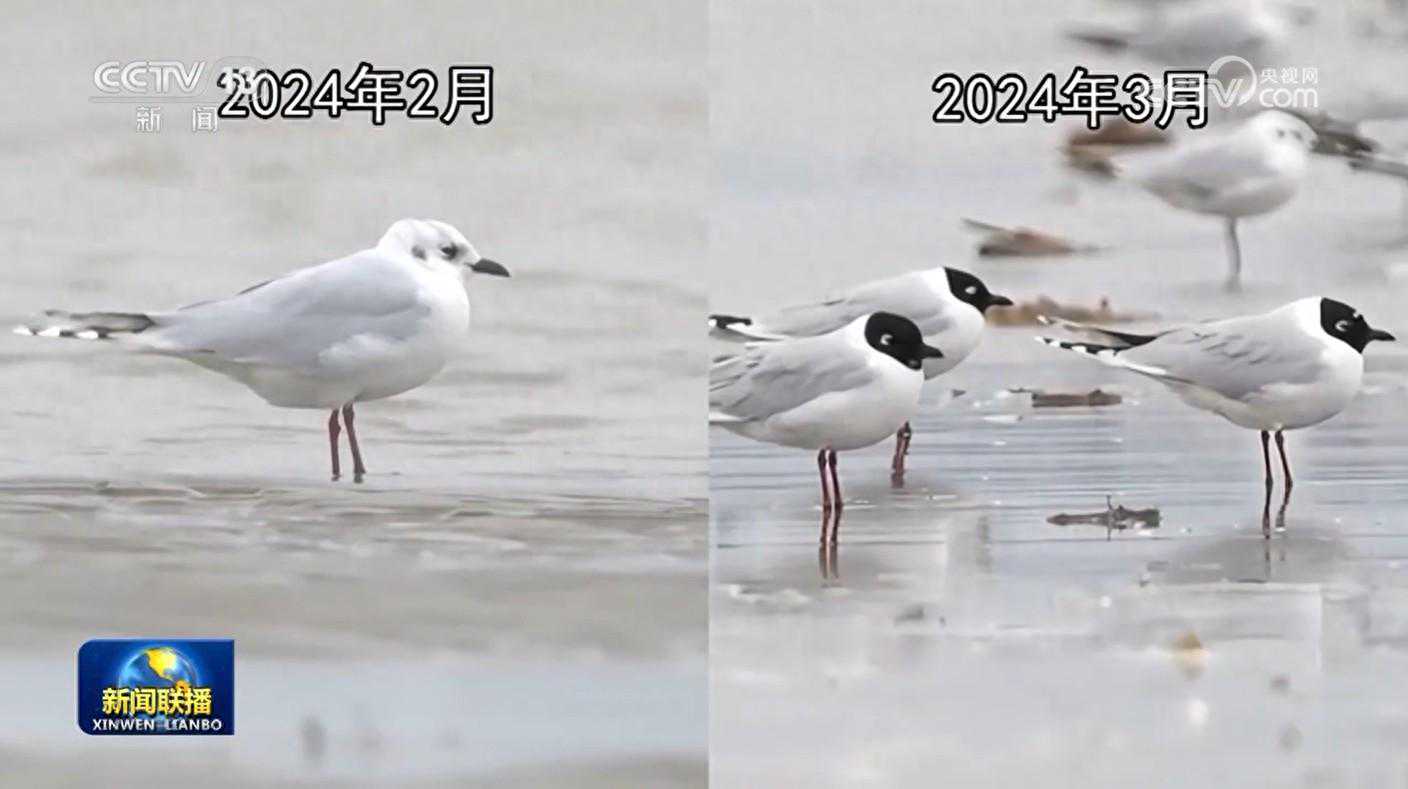 候鸟迁徙进入高峰期 科技助力保护研究