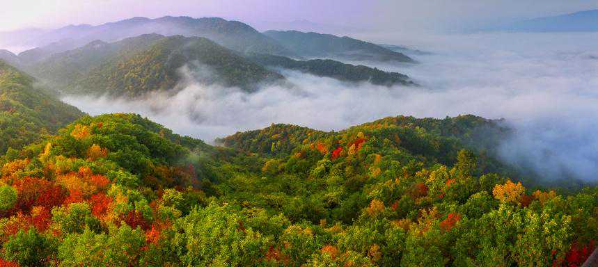 龙江森工集团：创新引领 为现代林业插上科技“翅膀”