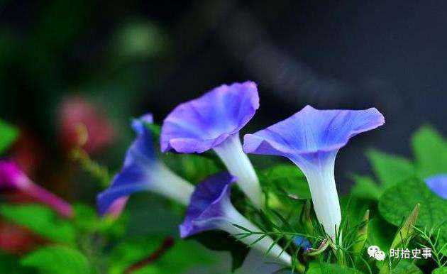 《中国古代奇技淫巧》：古人的黑科技，手把手教你“立地成仙”