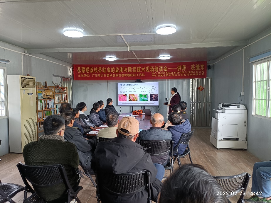 如何防治荔枝蒂蛀虫？科技帮扶助力海丰赤坑荔枝产业升级