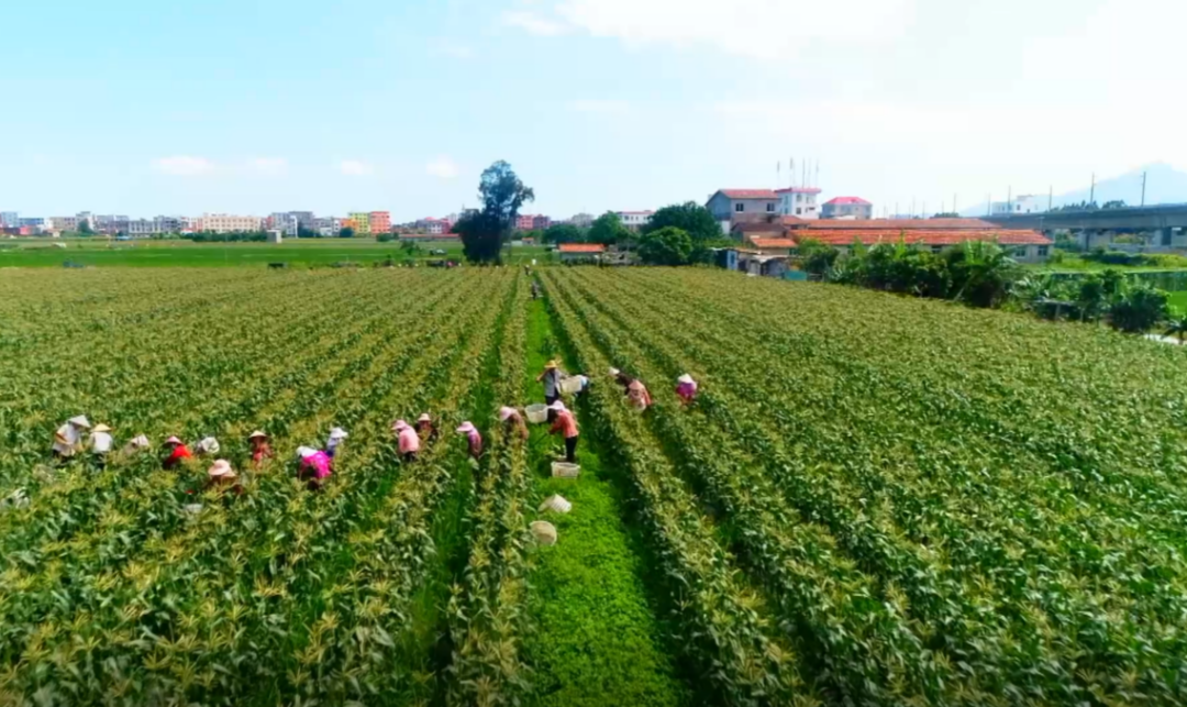 速溶玉米糊新电商出圈记：曾差评如潮，科技加持后年销260万袋