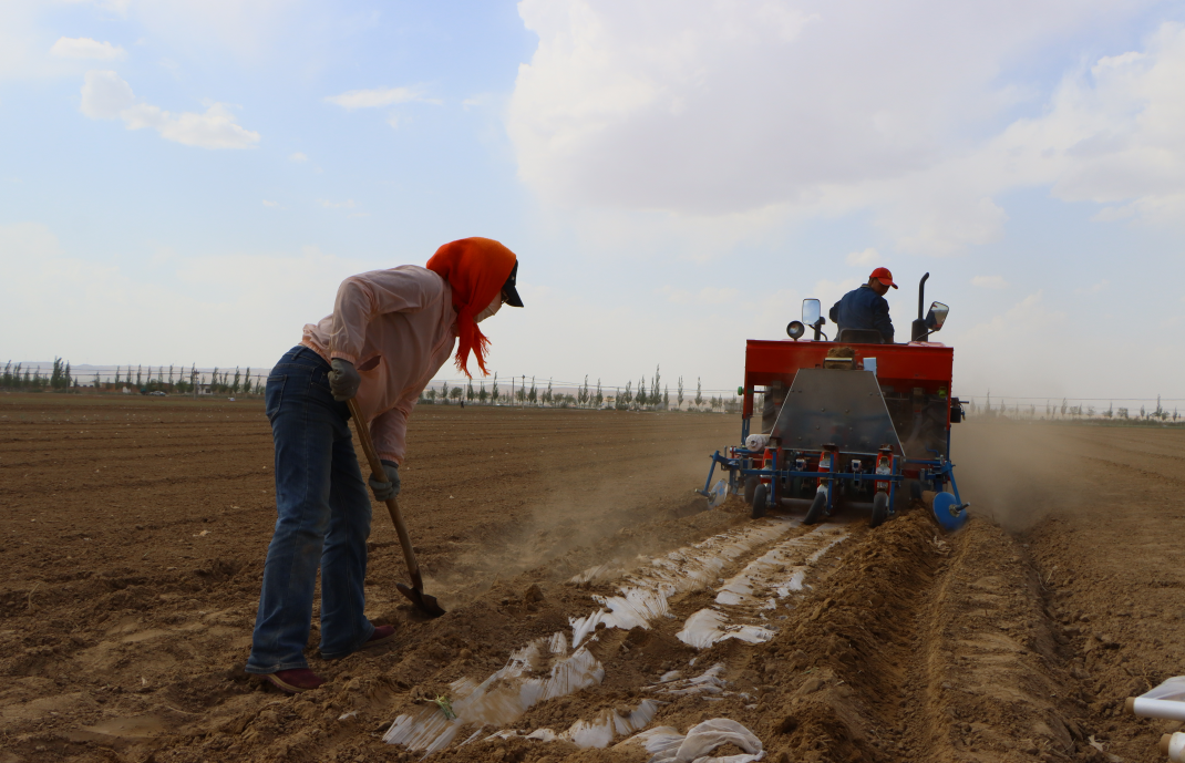 既要“好种田” 更要“种好田”——科技助力定边旱作农业绿色高效发展