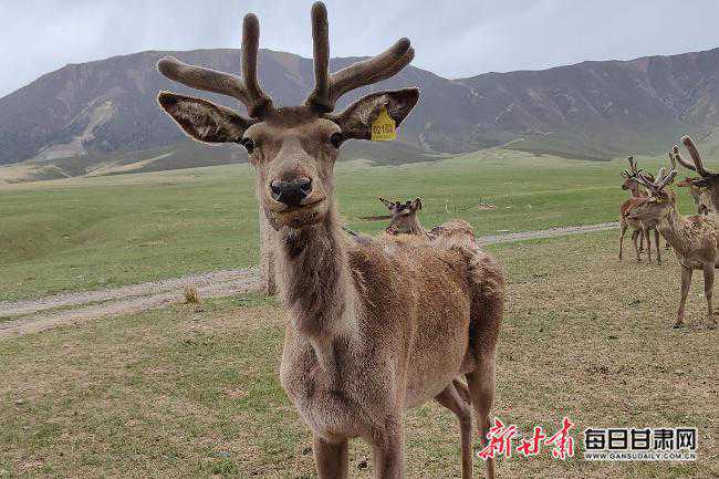 「2022生态环保行」“鹿”尽其用 祁连山生物科技公司带动特色产业发展