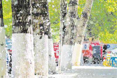 给树木做“变性手术”、用有机物覆盖地表……借助先进科技防治花粉飞絮