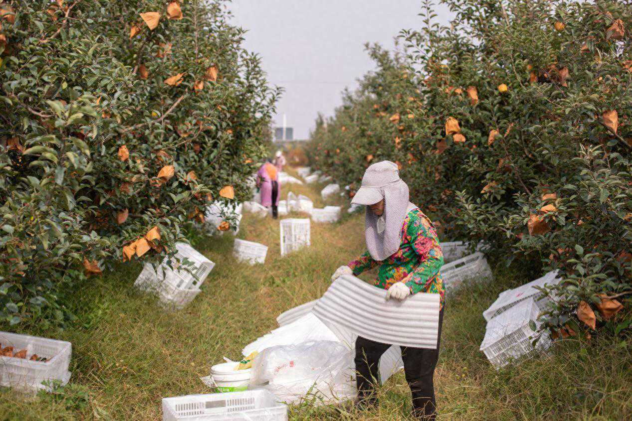 科技引领助力农业高质量发展 | 招远市夏甸镇倾力打造“享甜夏甸”区域共用品牌